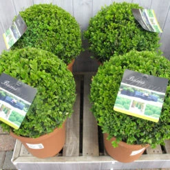 Buxus Sempervirens Medium Ball 26cm