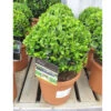 Buxus Sempervirens Small Ball 19cm -Hozelock Lola Shop pshtop0015 small ball buxus 83236.1665133502