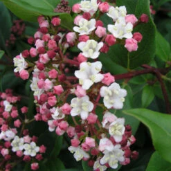 Viburnum Tinus 'Eve Price' 3L