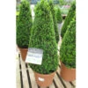 Buxus Sempervirens Large Pyramid 30cm -Hozelock Lola Shop psptop0014 large buxus pyramid 22940.1665133525
