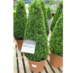 Buxus Sempervirens Large Pyramid 30cm