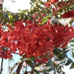 Sorbus Vilmorinii 15L
