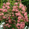 Crataegus Laevigata `Rosea Flore Pleno' 15L -Hozelock Lola Shop ptrgen0012 48553.1674488800