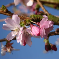 Prunus 'Accolade' 13L