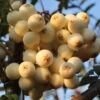 Sorbus Cashmirana 13L -Hozelock Lola Shop ptrgen0039 16706.1674488604