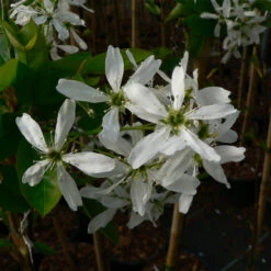 Amelanchier `Ballerina' 15L
