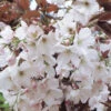 Prunus `Chocolate Ice' 15L -Hozelock Lola Shop ptrgen0096 07718.1674488162