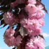Prunus `Royal Burgundy' 15L -Hozelock Lola Shop ptrgen0144 59071.1674487916