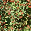 Cotoneaster `Hybridus Pendulus' 15L -Hozelock Lola Shop ptrgen0149 35591.1674487854