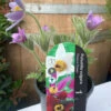 Pulsatilla Vulgaris -Hozelock Lola Shop pulsatilla vulgaris 1 14947 79611.1665133477