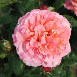 Bush Rose 'Rachel' 5L