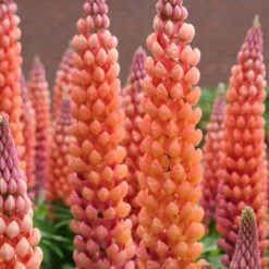 Salmon Star 13cm Pot