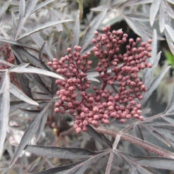 Sambucus Nigra 'Black Lace' 4L