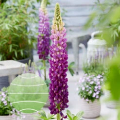 Shirley Anne 19cm Pot