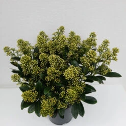 Skimmia Jap Finchy 3L -Hozelock Lola Shop skimmia finchy 1 38064.1662993380