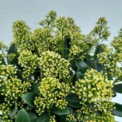 Skimmia Jap Finchy 3L