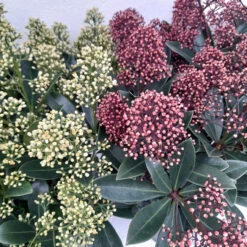 Skimmia Jap Finchy 3L -Hozelock Lola Shop skimmia pair 1 15723.1662993380