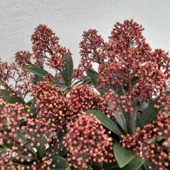 Skimmia Jap Rubella 3L -Hozelock Lola Shop skimmia rubella 2 1 27723.1662992658