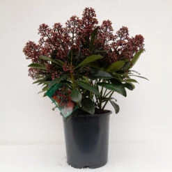 Skimmia Jap Rubella 3L -Hozelock Lola Shop skimmia rubella 3 1 45453.1662992657