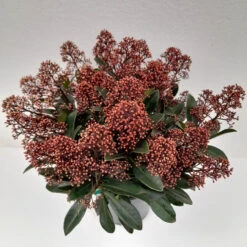 Hozelock Lola Shop -Hozelock Lola Shop skimmia rubella 4 1 09806.1662992657