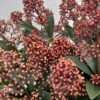 Skimmia Jap Rubella 3L -Hozelock Lola Shop skimmia rubella 8 1 31585.1665133506