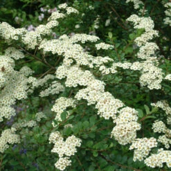 Spiraea Nipponica 'Snowmound' 4L