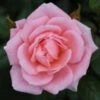 Climbing Rose 'Star Performer' 5L -Hozelock Lola Shop star performer 1 62175.1674483793