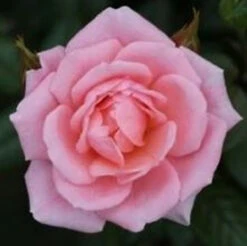 Climbing Rose 'Star Performer' 5L