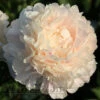 Paeonia Select Summer Glow 4L/21cm -Hozelock Lola Shop summer glow f1 96868.1665133469