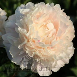 Paeonia Select Summer Glow 4L/21cm