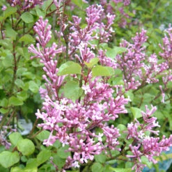 Syringa Meyeri 'Palibin' 3L