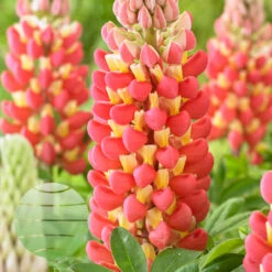 Hozelock Lola Shop 16 'Tequila Flame' 13cm Pot