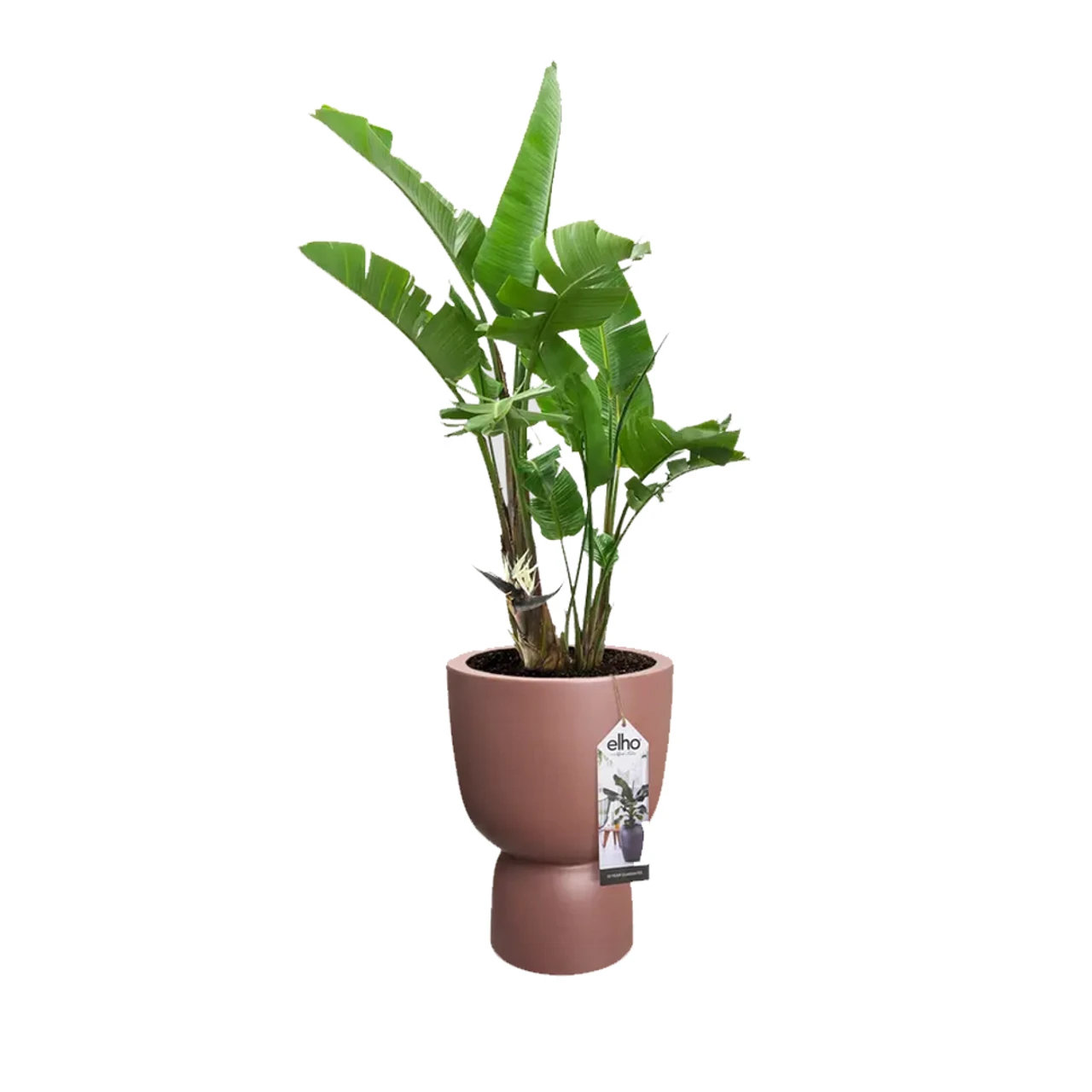 Elho® Pure Coupe 41cm Brown 4 Elho® Pure Coupe 41cm Brown - Image 2