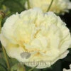 Paeonia Select Vanilla Schnapps 4L/21cm -Hozelock Lola Shop vanilla schnapps f1 77198.1665133469