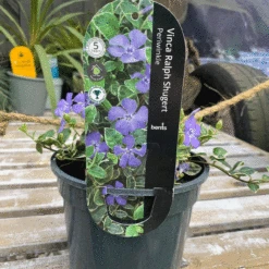 Vinca Minor 'Ralph Shugert' 2L -Hozelock Lola Shop vinca minor ralph shuggart periwinkle 2l 82729.1662991169