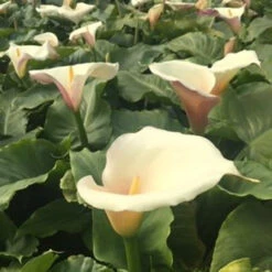 Zantedeschia Aethiopica 'Flamingo Beauty' 2L